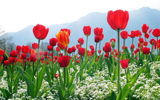 487794 (a): :2560x1600